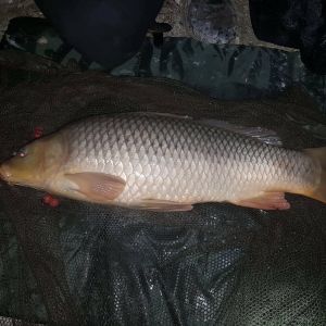 44546762 311328133020894 3646513928218869760 n