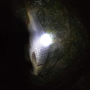 44683147 311329229687451 8850213849270321152 n