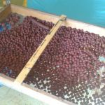 13000256 1372585512766919 2659794904663325963 n