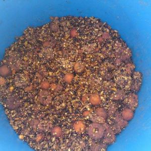 13043538 1372584972766973 1053121102952728015 n