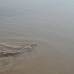 13055372 1372587586100045 1366316237437297709 n