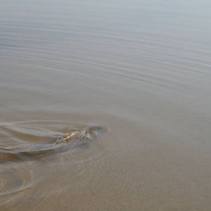 13055372 1372587586100045 1366316237437297709 n