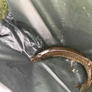 30715526 177563133064062 86792119296983040 n